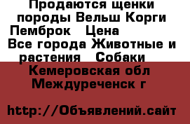 Продаются щенки породы Вельш Корги Пемброк › Цена ­ 40 000 - Все города Животные и растения » Собаки   . Кемеровская обл.,Междуреченск г.